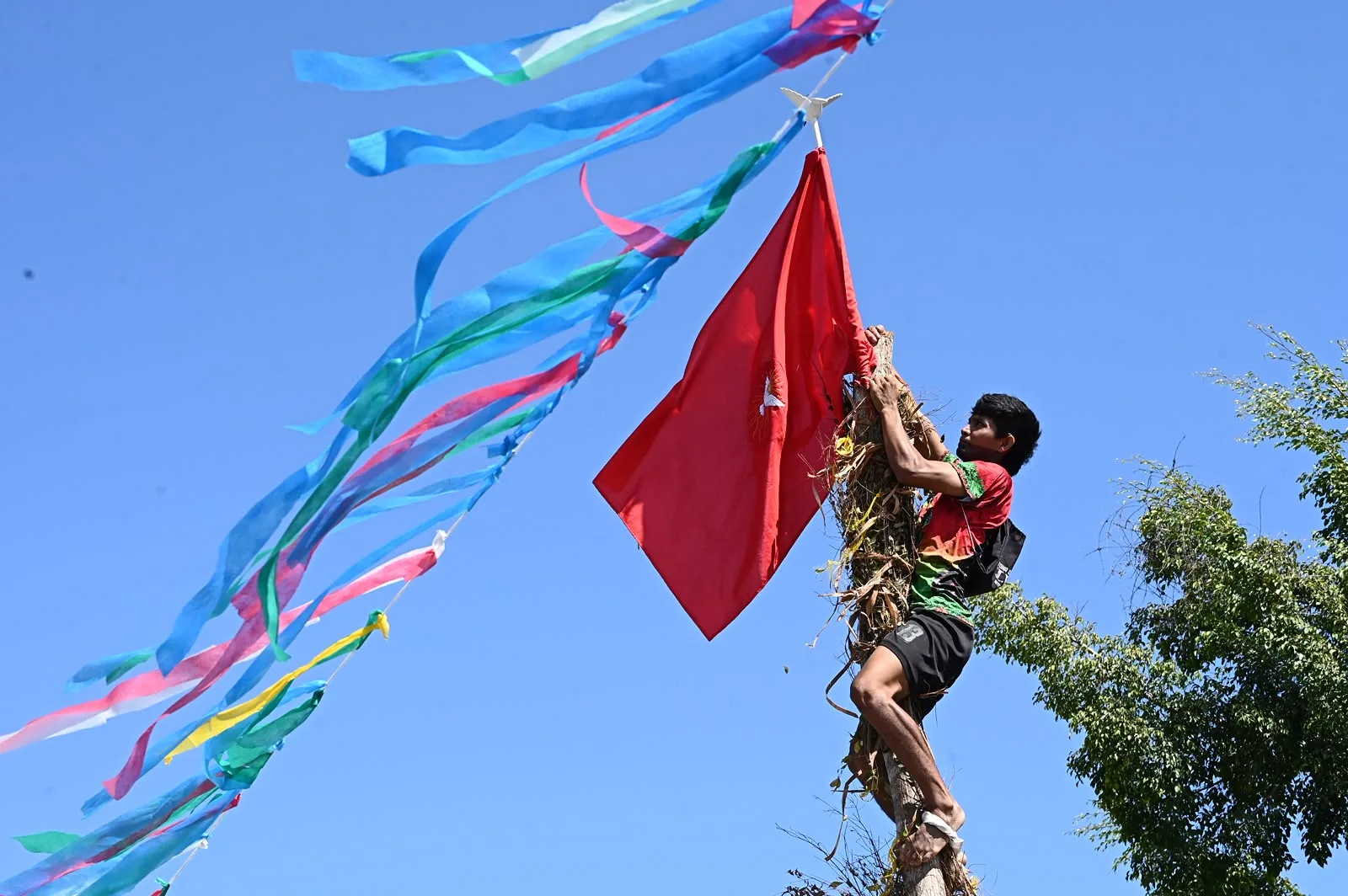 Entre fé, folia e tarubá, Sairé 2026 se despede com a Derrubada dos Mastros